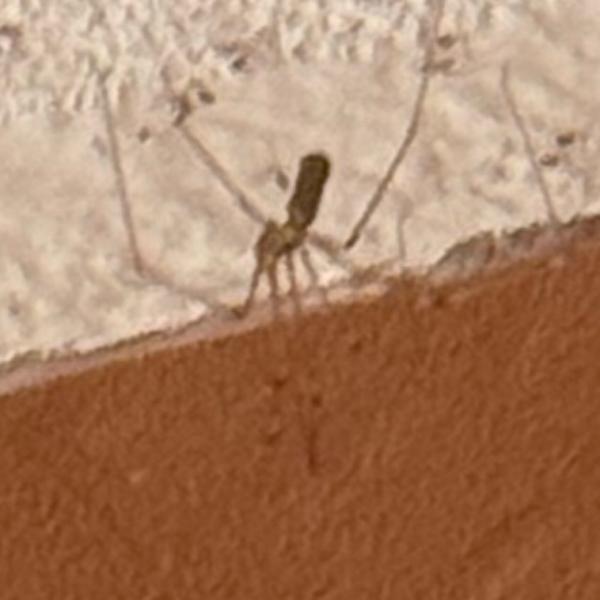 Grote trilspin (Pholcus phalangioides)